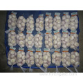 New Season Normal White Garlic